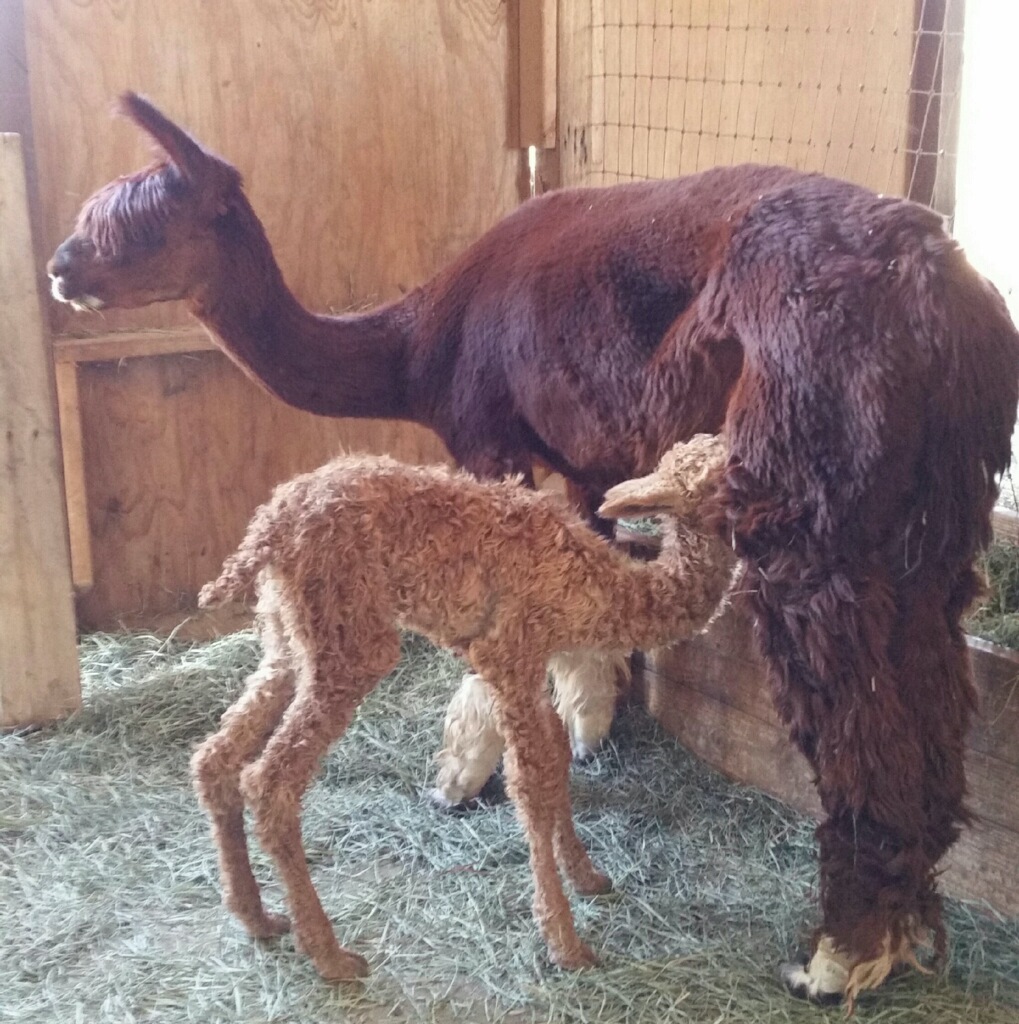 Cria Feeding