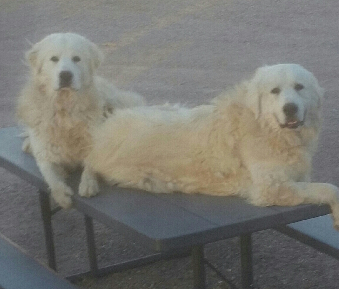 Our Guards