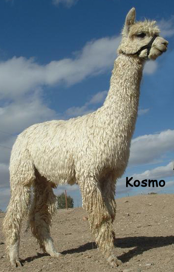 Kosmo